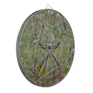 Argiope trifasciata Orb Weaver Spider Piltavla