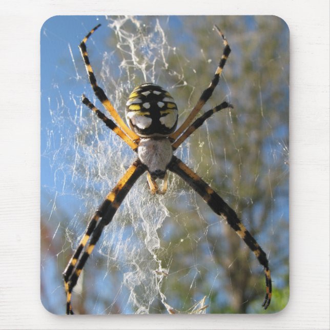 Argiopespindel Musmatta (Framsidan)