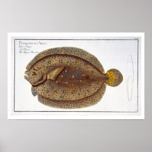 Argus Flounder-plattan (Pleuronectes Argus) XLVI Poster