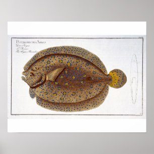 Argus Flounder-plattan (Pleuronectes Argus) XLVI Poster
