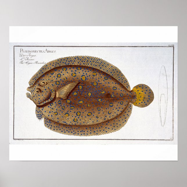 Argus Flounder-plattan (Pleuronectes Argus) XLVI Poster (Framsidan)