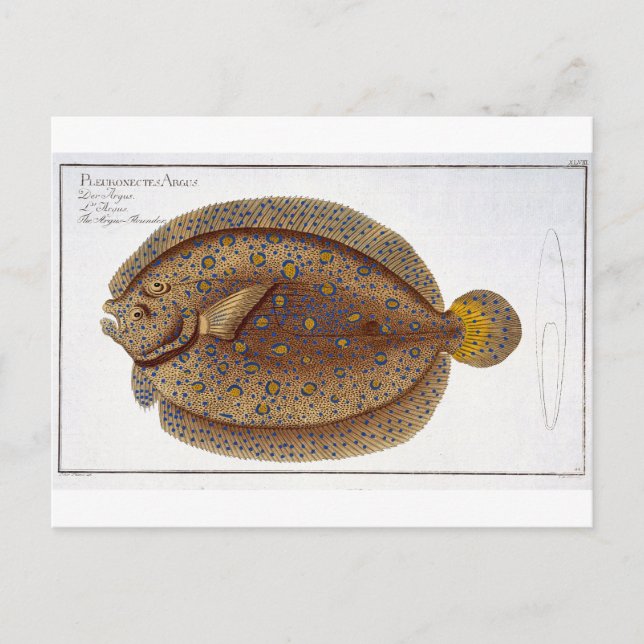 Argus Flounder-plattan (Pleuronectes Argus) XLVI Vykort (Framsida)