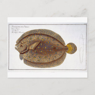 Argus Flounder-plattan (Pleuronectes Argus) XLVI Vykort