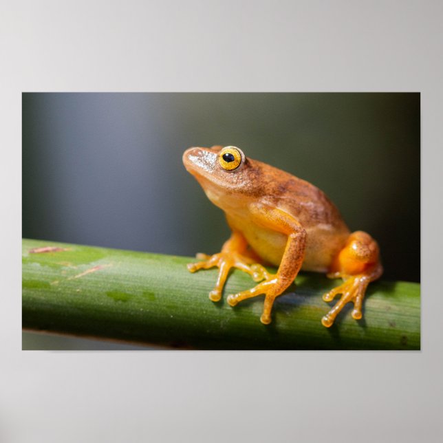 Argus Reed Frog på gren Poster (Framsidan)