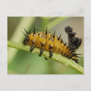 Argus Tortoise Snäcka Beetle Larva Postcard Vykort