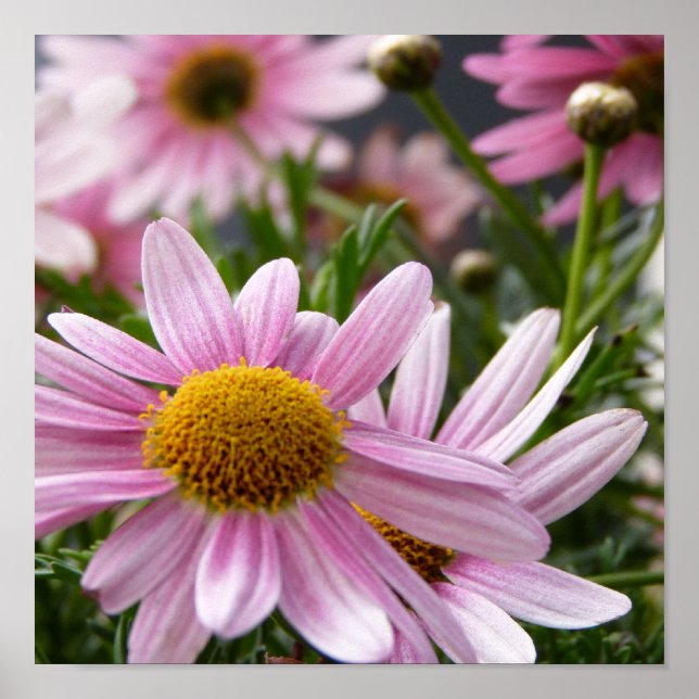 Argyranthemum frutescens Marguerite Daisys Poster (Framsidan)