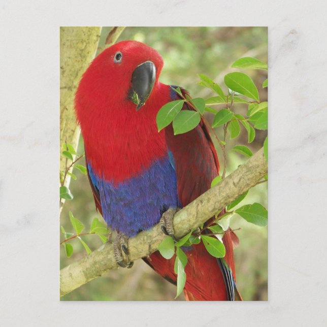 Aria Grand Eclectus Parrot Vykort (Framsida)