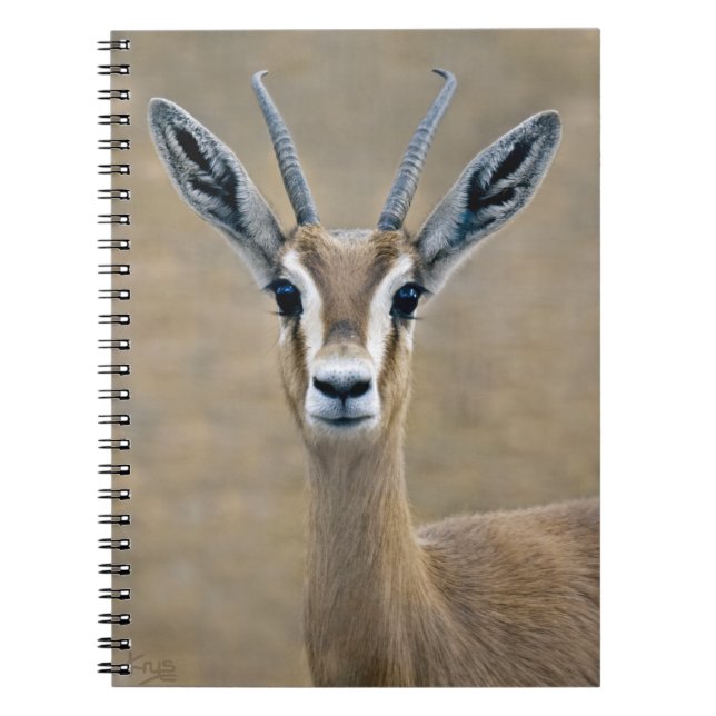 Ariel Notebook Anteckningsbok Med Spiral (Framsidan)