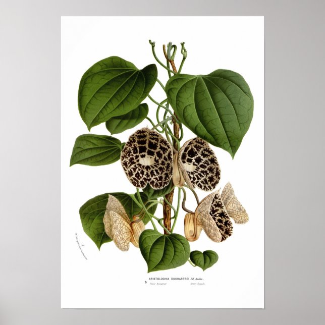 Aristolochia duchartrei poster (Framsidan)
