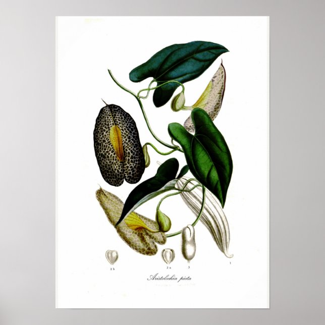 Aristolochia picta poster (Framsidan)