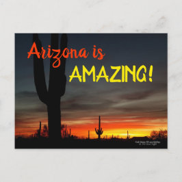 "Arizona är Fantastisk!" Sunset Sonoran Desert Cac Vykort