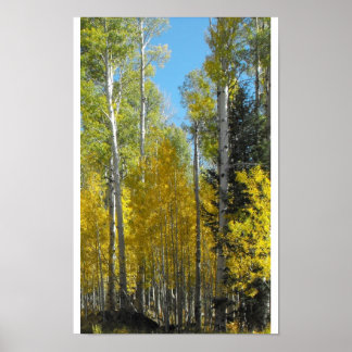 Arizona Aspen Poster