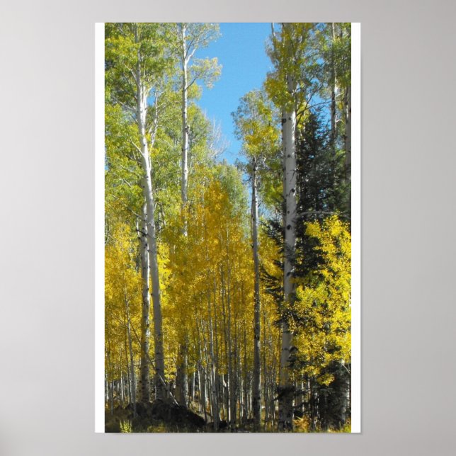Arizona Aspen Poster (Framsidan)