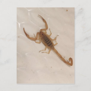 Arizona Bark Scorpion Vykort