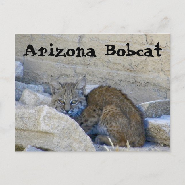 Arizona Bobcat Vykort (Framsida)