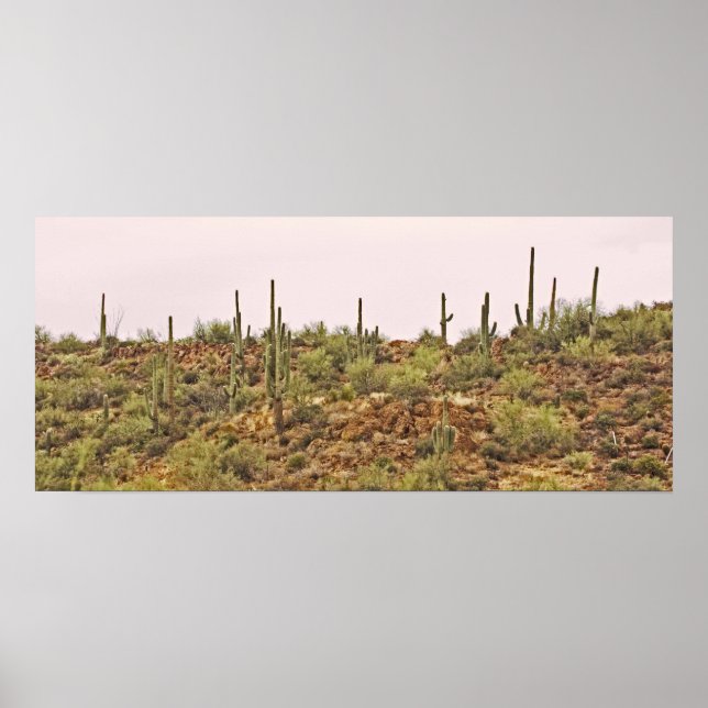 Arizona cactus liggande poster (Framsidan)