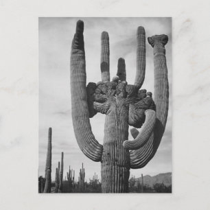 Arizona cactus vykort