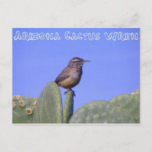 Arizona Cactus Wren Vykort