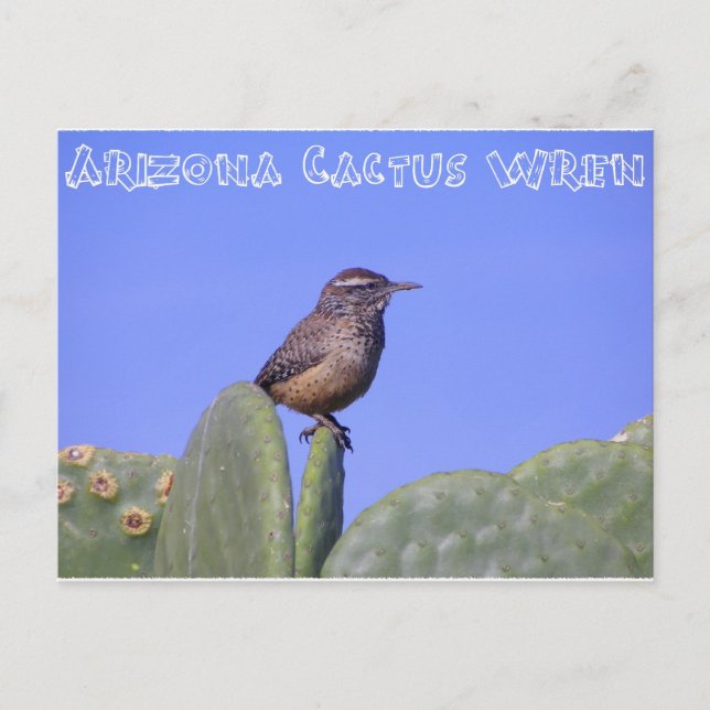 Arizona Cactus Wren Vykort (Framsida)