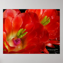 Arizona Claret Kopp Cactus Red Orange Flowers Poster