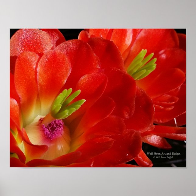 Arizona Claret Kopp Cactus Red Orange Flowers Poster (Framsidan)