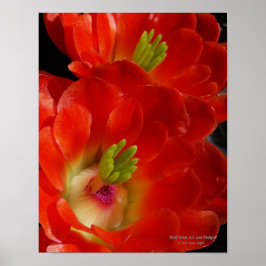 Arizona Claret Kopp Cactus Red Orange Flowers Poster