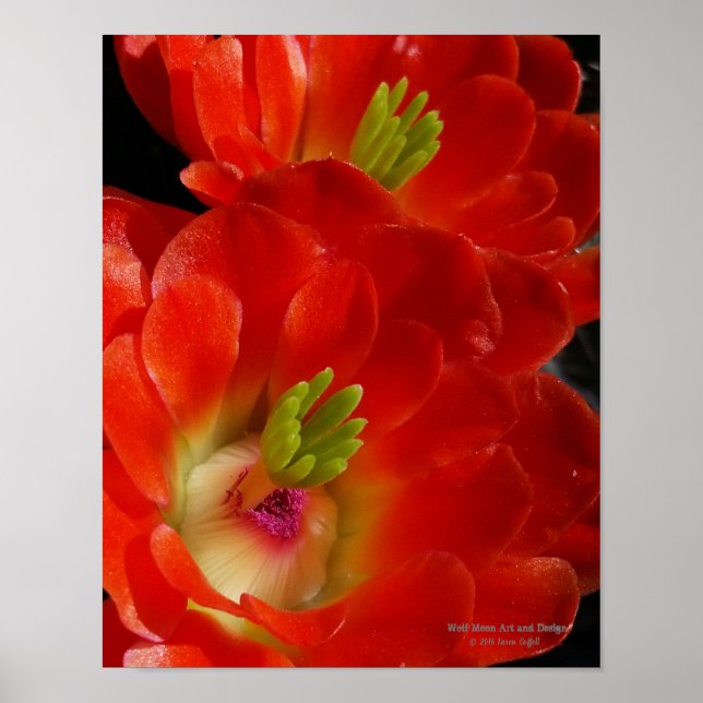 Arizona Claret Kopp Cactus Red Orange Flowers Poster (Framsidan)