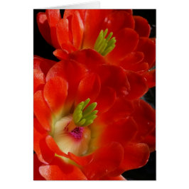 Arizona Claret Kopp Cactus with Scarlet Flowers Hälsningskort