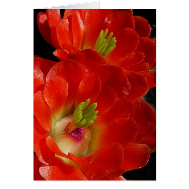 Arizona Claret Kopp Cactus with Scarlet Flowers Hälsningskort (Framsidan)