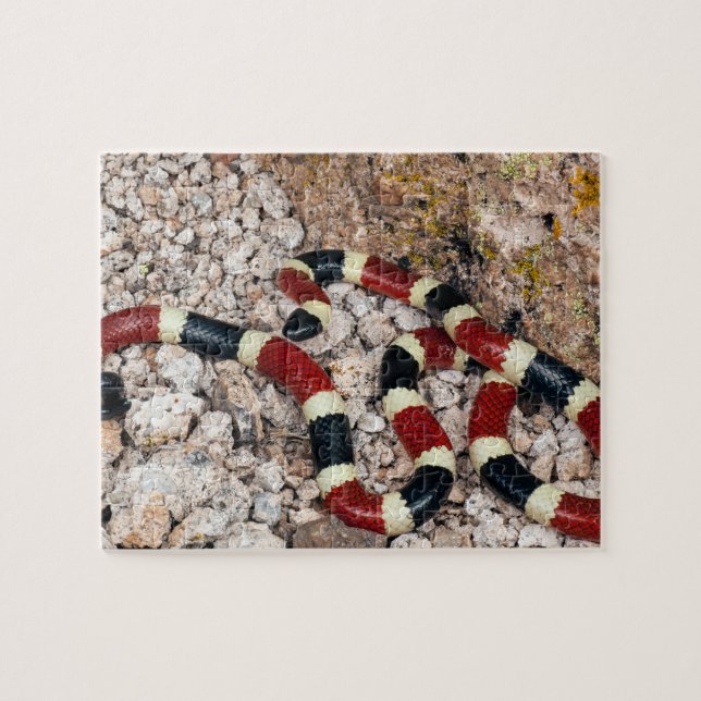 Arizona Coral Snake Jigszle Puzzle Pussel (Horisontell)