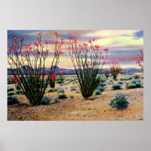 Arizona Desert Ocotillos i Bloom Poster
