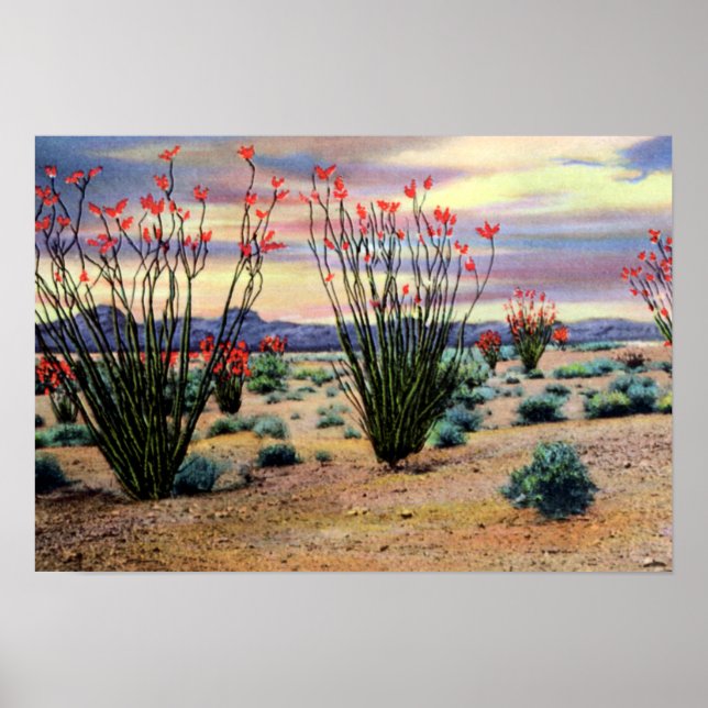 Arizona Desert Ocotillos i Bloom Poster (Framsidan)