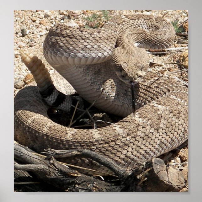 Arizona Diamondback Rattlesnake Poster (Framsidan)