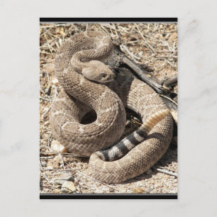Arizona DIamondback Rattlesnake Vykort