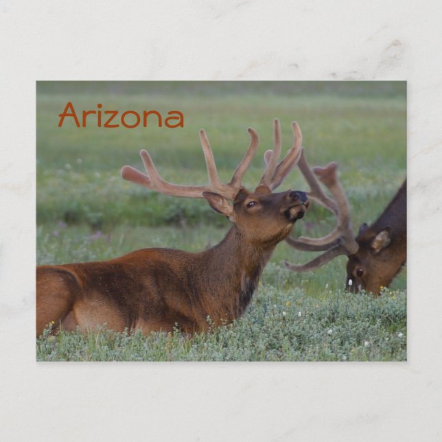 Arizona elk vykort (Framsida)