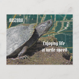 Arizona Enjoying Retrött Life Turtle Photo Funny Vykort