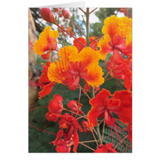 Arizona Flowers Hälsningskort (Framsidan)