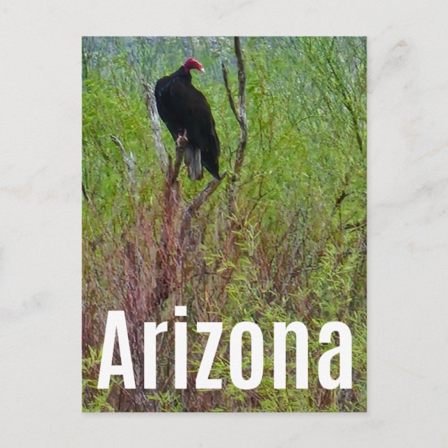 Arizona Gamm vråk Sonoran Desert Vykort (Framsida)