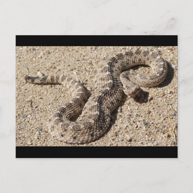 Arizona Horned Sidewinder Rattlesnake Vykort (Framsida)