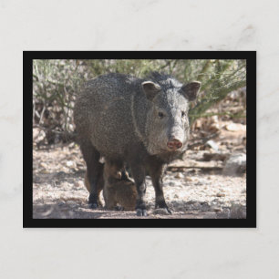 Arizona Javelina vykort