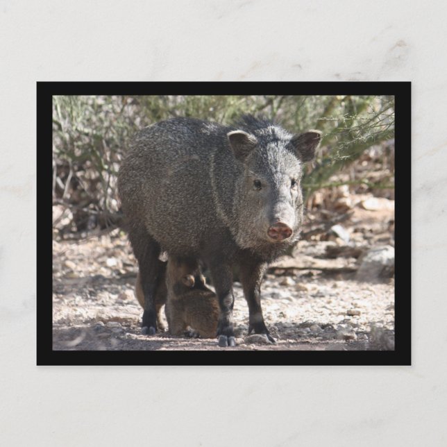 Arizona Javelina vykort (Framsida)