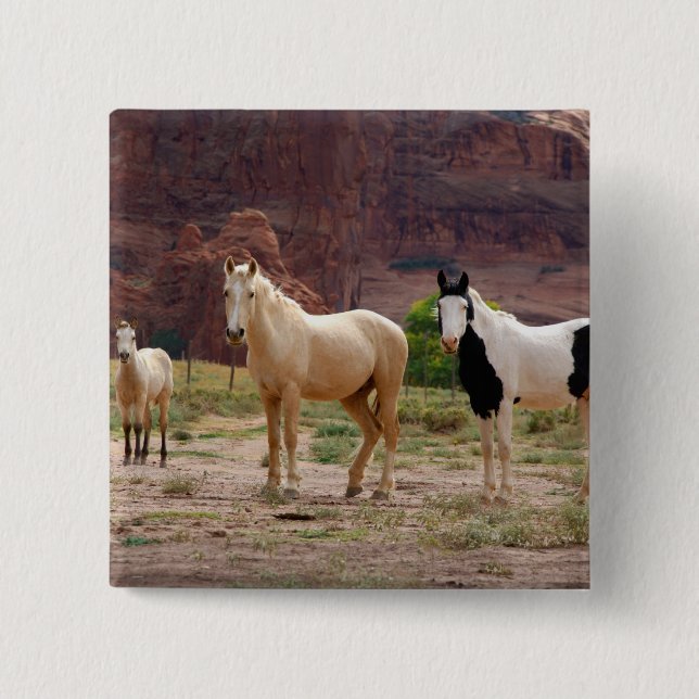 Arizona, Navajo Indian Reservation, Chinle, Knapp (Framsida)