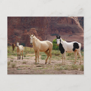 Arizona, Navajo Indian Reservation, Chinle, Vykort