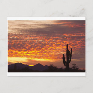 Arizona November Soluppgång med Saguaro Vykort