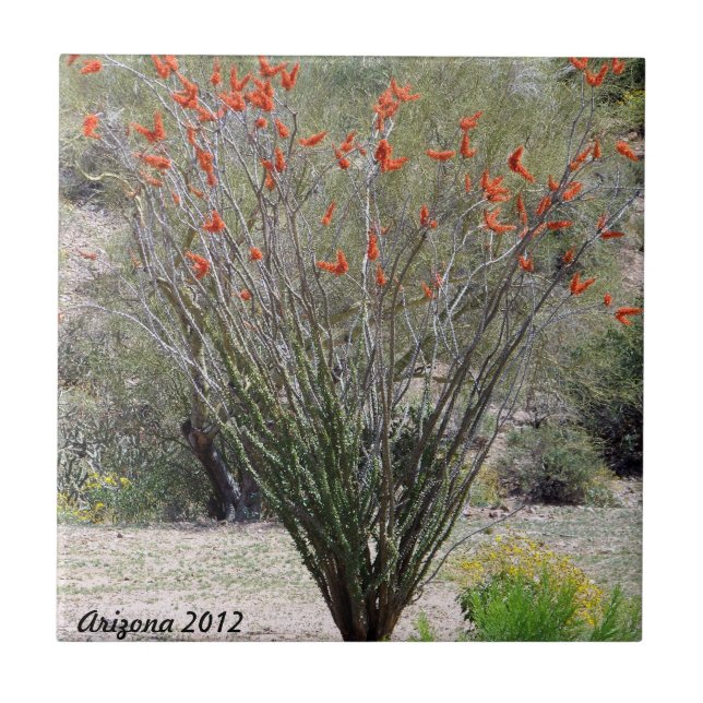 Arizona Ocotillo Kakelplatta (Framsidan)