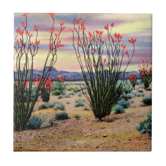 Arizona ökenOcotillos i blom Kakelplatta (Framsidan)
