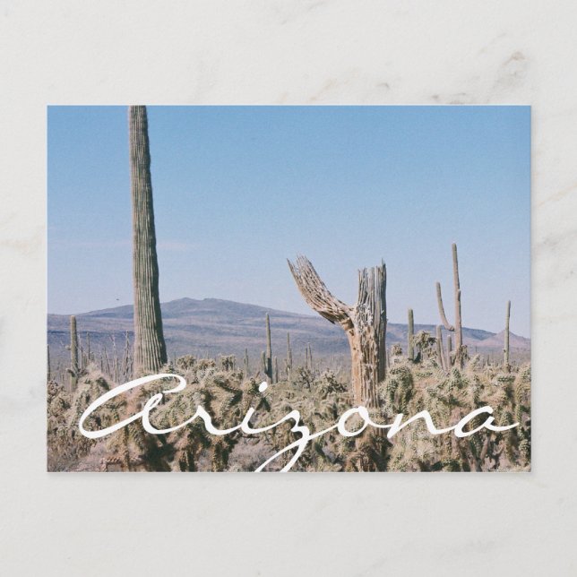 Arizona Postcard Desert Cacti liggande Vykort (Framsida)