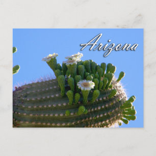 Arizona Postcard, Saguaro Cactus Vykort