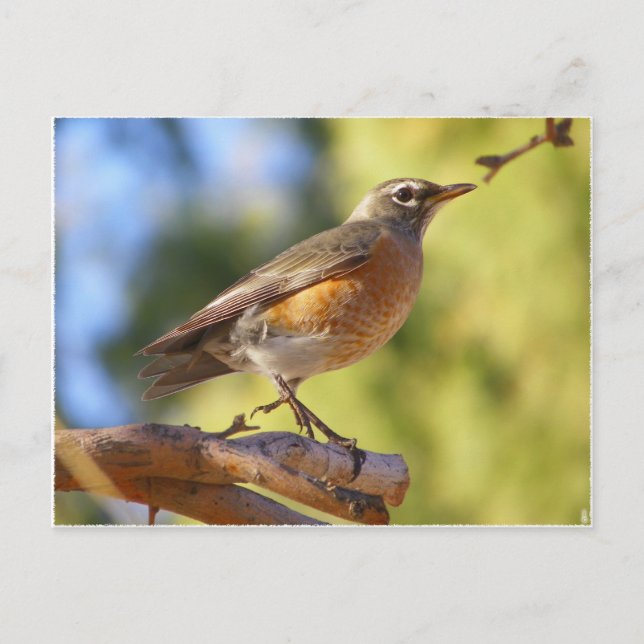 Arizona Robin Vykort (Framsida)