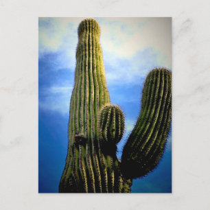 Arizona Saguaro Cactus High Vykort